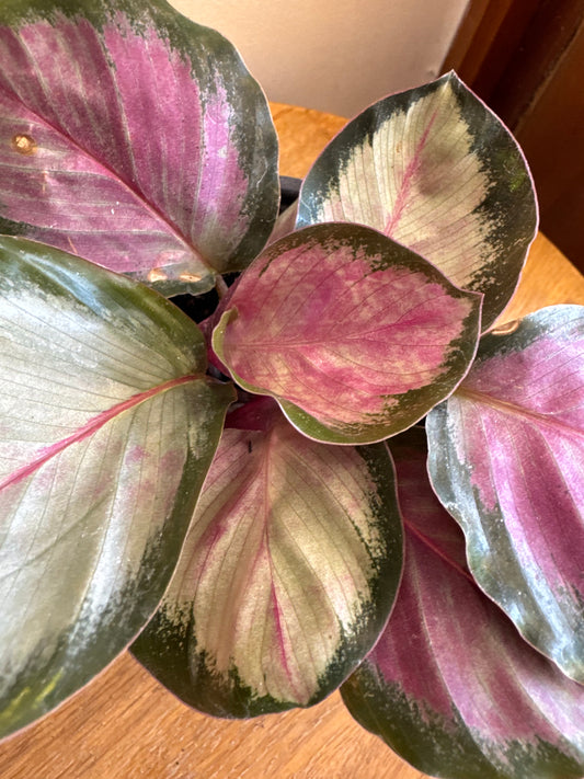 Calathea Roseopicta Crimson