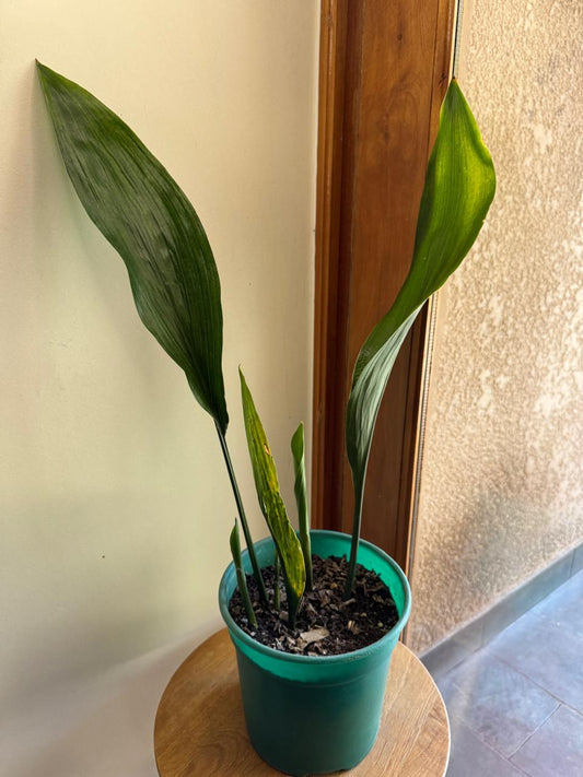 Aspidistra elatior